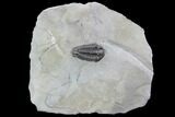 Calymene Niagarensis Trilobite & Brachiopods - New York #99017-1